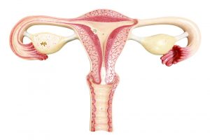 Acupuncture points for blocked fallopian tubes